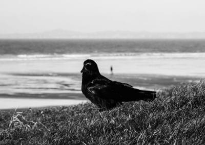 Rook
