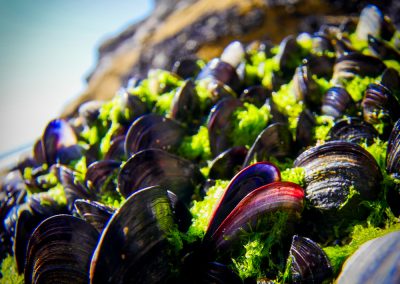 Mussels Bedrutahn Steps Cornwall