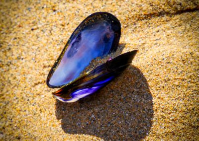 Mussel