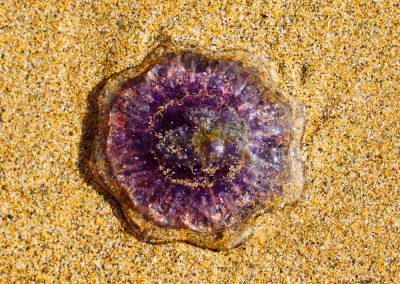 Jellyfish